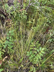 Carex exilis