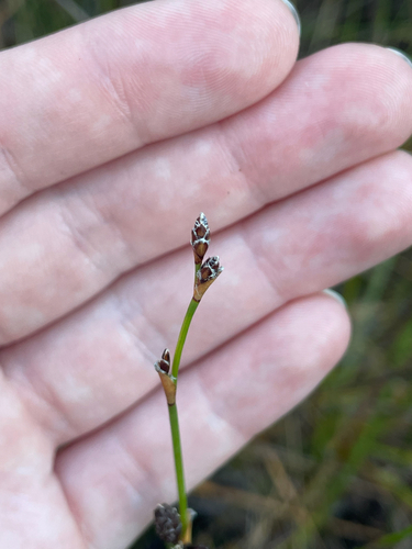 Chordifex hookeri, 2025-04-16