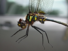 Somatochlora elongata