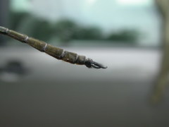 Somatochlora elongata