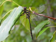 Somatochlora elongata
