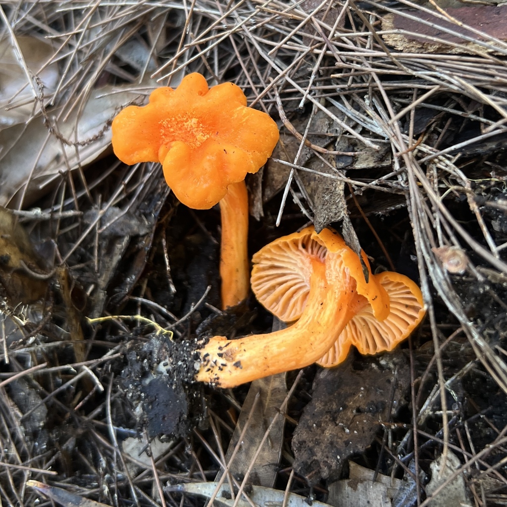 Cantharellus concinnus · April 2025 · photo: © douch (iNaturalist, cc-by-sa)