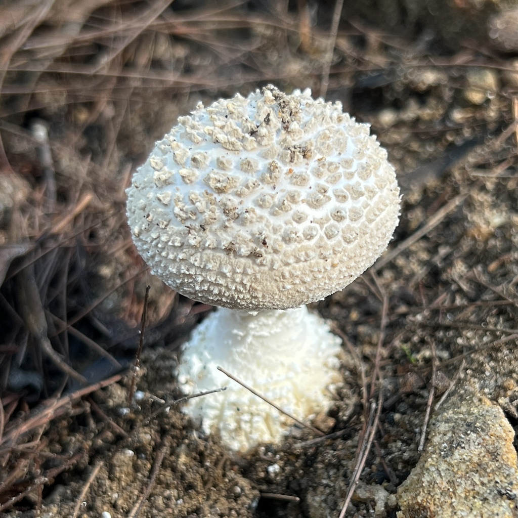 Amanita pyramidifera · April 2025 · photo: © douch (iNaturalist, cc-by-sa)