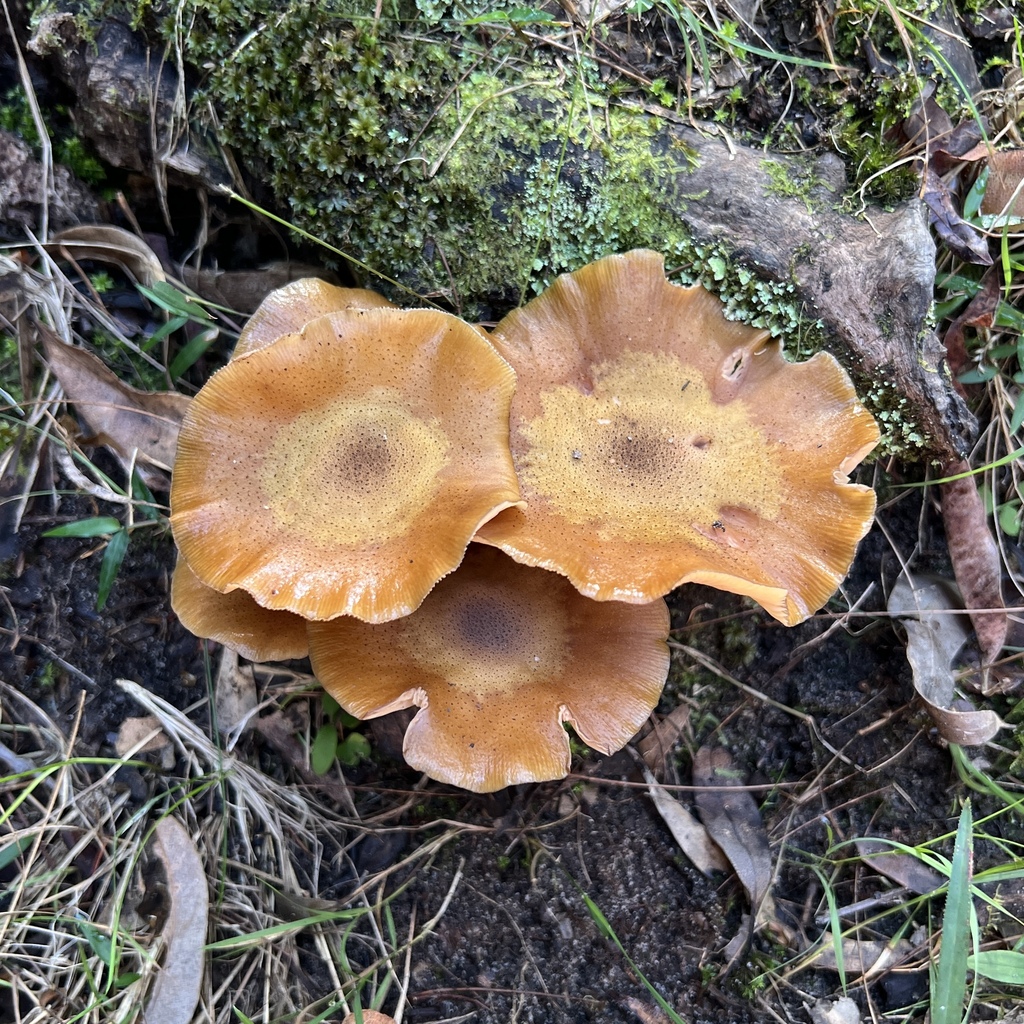 Armillaria luteobubalina · April 2025 · photo: © douch (iNaturalist, cc-by-sa)