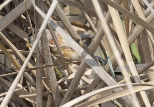 Reed Parrotbill