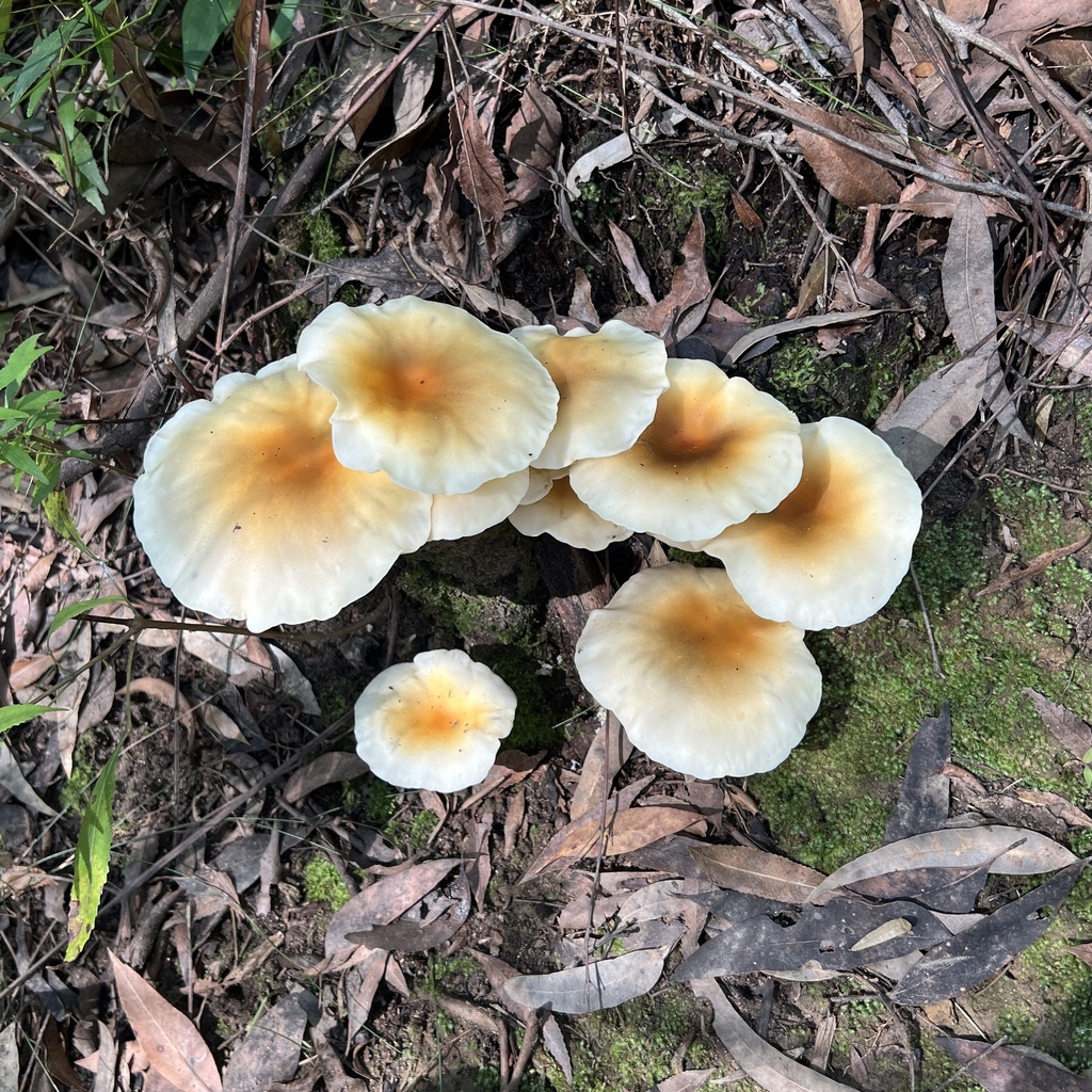 Omphalotus nidiformis · April 2025 · photo: © douch (iNaturalist, cc-by-sa)
