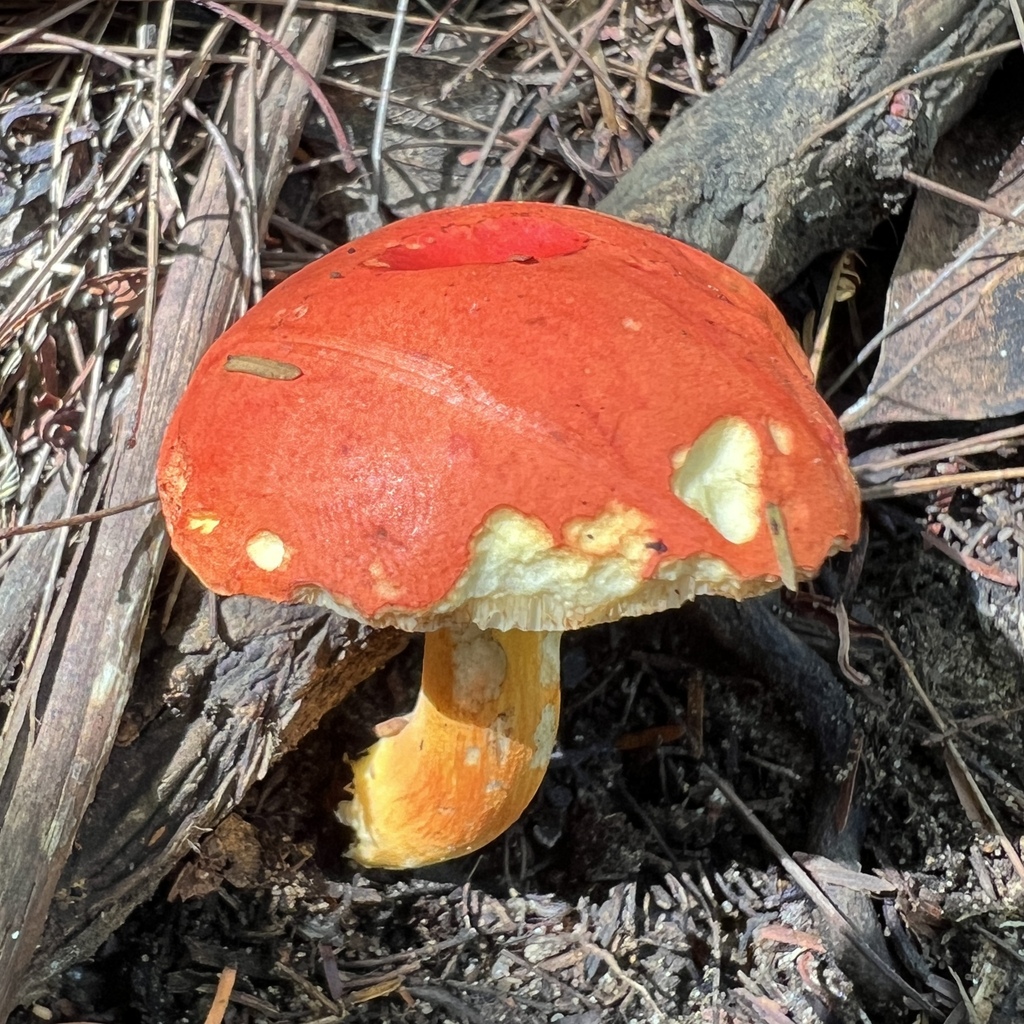 Tylopilus balloui · April 2025 · photo: © douch (iNaturalist, cc-by-sa)