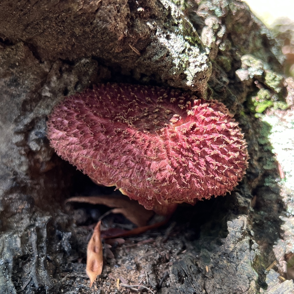 Boletellus emodensis · April 2025 · photo: © douch (iNaturalist, cc-by-sa)