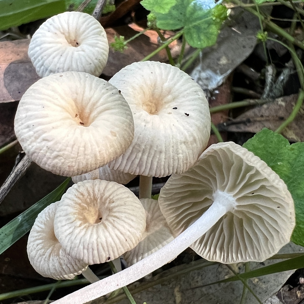 Collybia kurara · April 2025 · photo: © douch (iNaturalist, cc-by-sa)