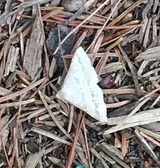 Renia flavipunctalis