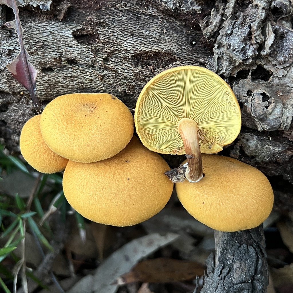 Gymnopilus ferruginosus · April 2025 · photo: © douch (iNaturalist, cc-by-sa)