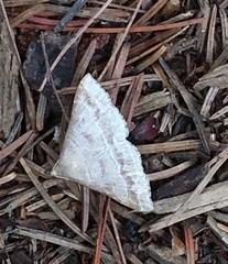 Renia flavipunctalis