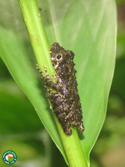 Scinax argyreornatus