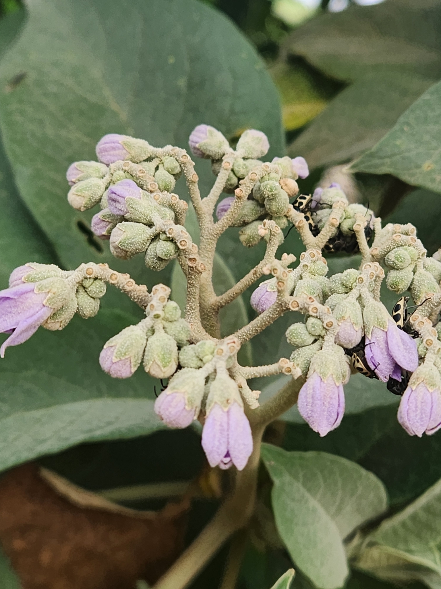 Solanum granulosoleprosum