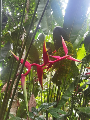Heliconia rauliniana