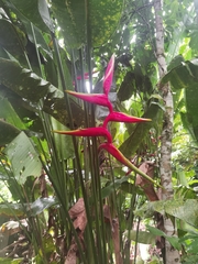 Heliconia × rauliniana, photograph Eduardo Chacón Madrigal, CC BY, iNaturalist via GBIF