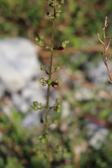 Scrophularia auriculata