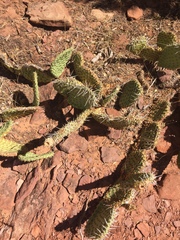 Opuntia aurea