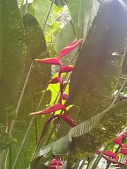Heliconia × rauliniana, photograph Eduardo Chacón Madrigal, CC BY, iNaturalist via GBIF