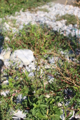 Scrophularia auriculata