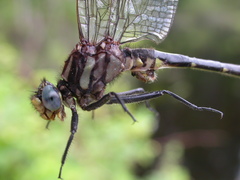 Phanogomphus borealis