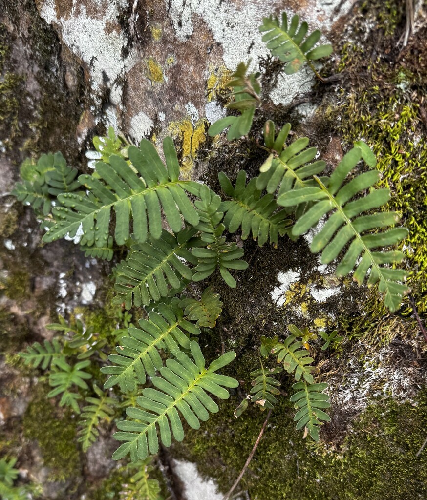 resurrection fern from Cave Spring, Natchez Trace Pkwy, Tishomingo ...