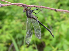 Phanogomphus borealis