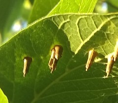 Celticecis aciculata