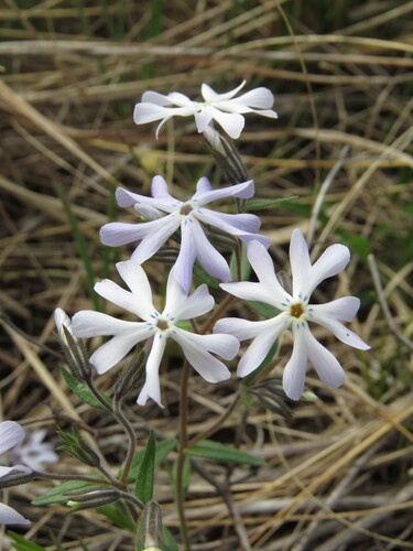 Image of Phlox bifida by (c) Katie Kucera, some rights reserved (CC BY)