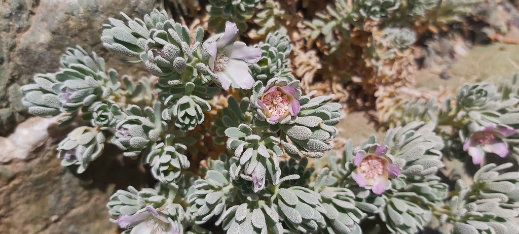 Reaumuria stocksii