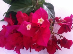 Bougainvillea
