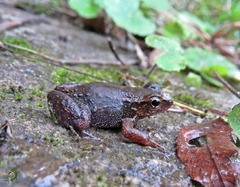 Crossodactylus gaudichaudii