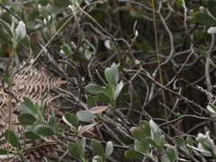 Geranium cuneatum tridens