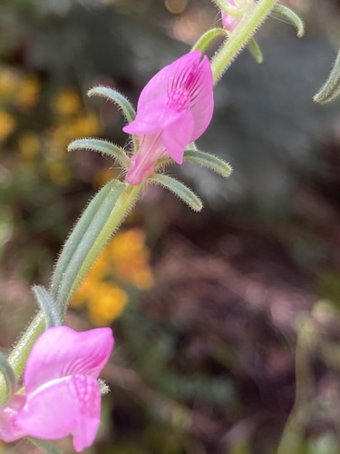 Misopates orontium iNat (2)