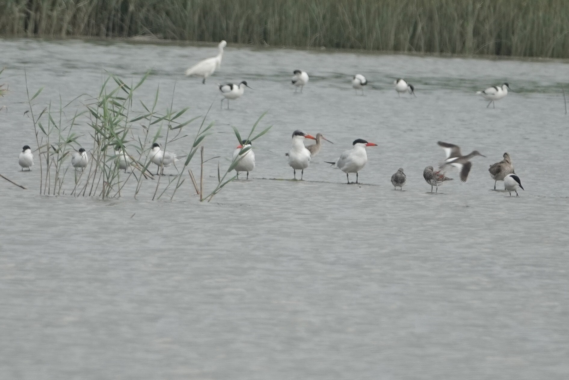 Caspian Tern
