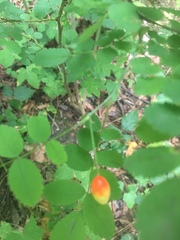 Rosa