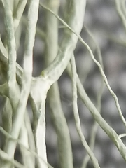 Usnea cavernosa