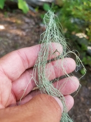 Usnea cavernosa