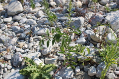 Solanum lycopersicum cerasiforme