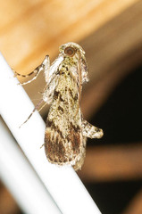 Epipaschia superatalis