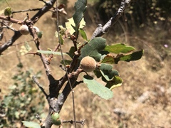 Burnettweldia washingtonensis