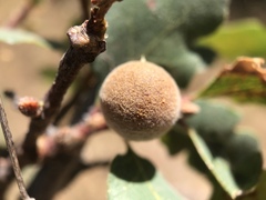 Burnettweldia washingtonensis