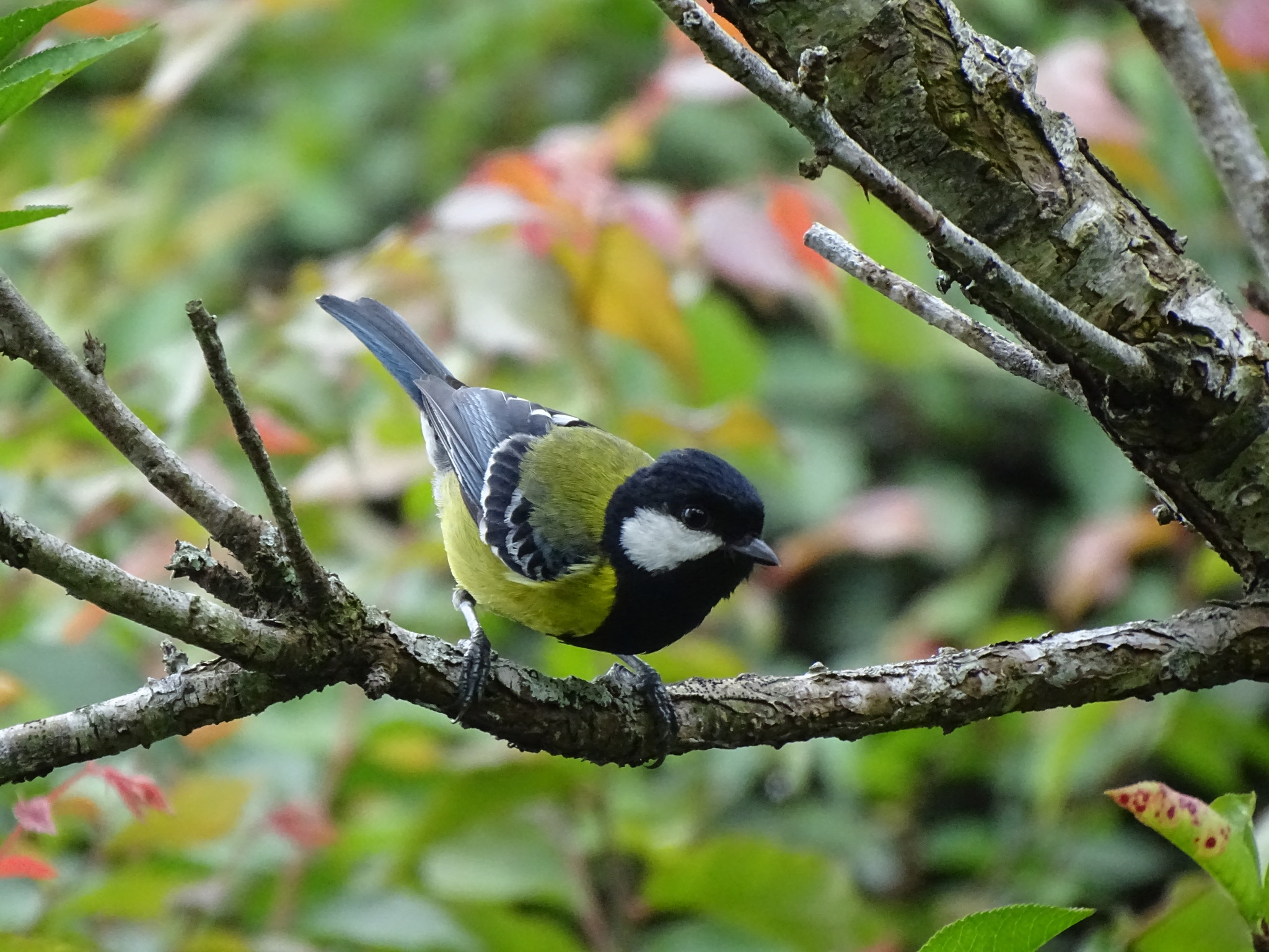 Green-backed Tit illustration