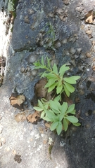 Hylotelephium telephioides