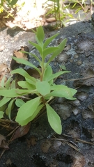 Hylotelephium telephioides