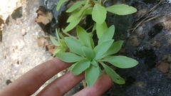 Hylotelephium telephioides