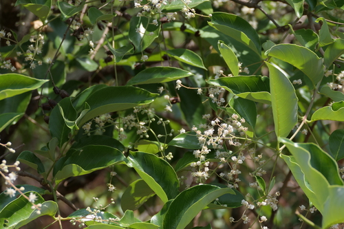 Lagerstroemia microcarpa