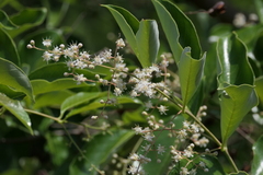 Lagerstroemia microcarpa, photograph (c) Dinesh Valke, some rights reserved (CC BY-SA)