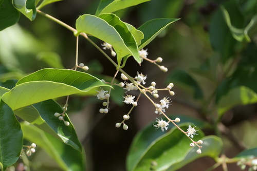 Lagerstroemia microcarpa, photograph 2