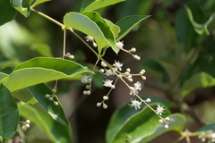Lagerstroemia microcarpa, photograph (c) Dinesh Valke, some rights reserved (CC BY-SA)